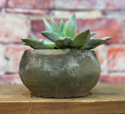 Rochester Terra Cotta Pot 5" in Mossed Blackstone